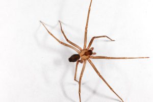 沙漠棕蜘蛛害虫西部拉斯维加斯灭虫拉斯维加斯亨德森棕色隐士蜘蛛