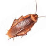 美国蟑螂灭虫和害虫控制拉斯维加斯天堂内华达