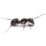 有气味的家蚂蚁糖蚂蚁灭虫者拉斯维加斯内华达州亨德森天堂