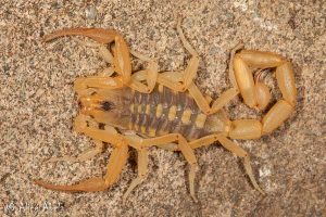 内华达州亨德森拉斯维加斯的树皮蝎子灭虫者