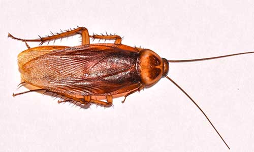 Cockroach Exterminators 拉斯维加斯 Paradise 亨德森 NV Nevada