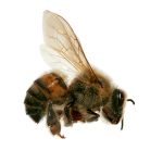 非洲化蜜蜂的清除和控制拉斯维加斯内华达州亨德森天堂