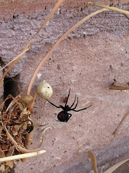 Black widow spider with her egg sac.