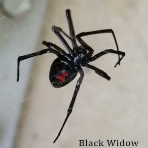 Black widows in the Las Vegas valley. Western Exterminator