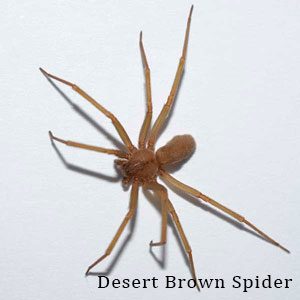 Western Exterminator protects Las Vegas valley residents from desert brown spiders.