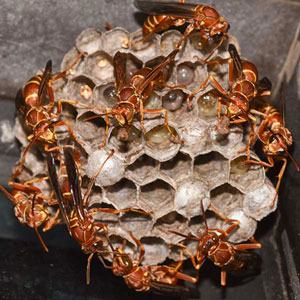 西部灭虫者提供特殊的纸黄蜂控制和清除内华达州拉斯维加斯.