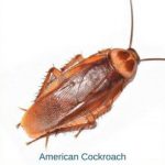 西部灭虫提供在拉斯维加斯山谷的美国蟑螂的信息.
