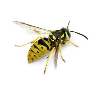在拉斯维加斯地区，黄色夹克可能很危险. 了解西方灭虫公司如何保护你!