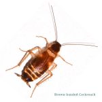 西部灭虫提供信息的褐色条纹蟑螂在拉斯维加斯山谷.