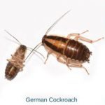 在拉斯维加斯，西方灭虫提供德国蟑螂的信息.