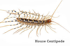 拉斯维加斯地区的室内蜈蚣可以由西方的灭虫专家来预防和控制.