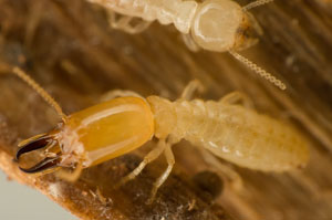 西部灭虫者提供保护，从西部地下白蚁在拉斯维加斯山谷.