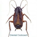 西部灭虫提供信息的东方蟑螂在拉斯维加斯山谷.