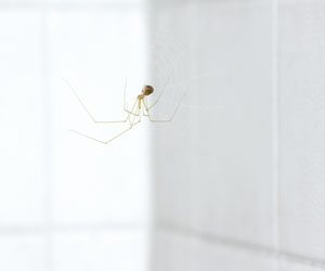 房主的指南，以保持蜘蛛出拉斯维加斯NV家-拉斯维加斯西部灭虫者