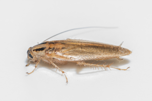 德国蟑螂最容易被识别的地方是它们头上的两条黑线. 拉斯维加斯的西部灭虫员