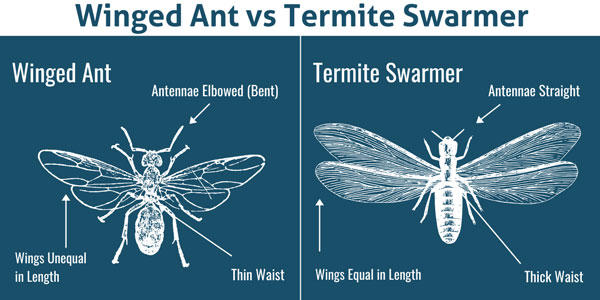 Winged ant vs. 白蚁在亨德森NV -西部灭虫拉斯维加斯