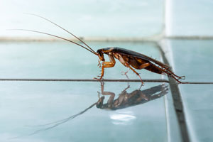 Cockroaches can cause allergies in Henderson and Las Vegas NV - Western Exterminator of Las Vegas
