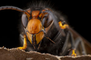都是关于杀人黄蜂的，拉斯维加斯的西部灭虫者