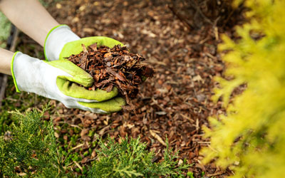 护根物可能会把白蚁带到你的院子里. 拉斯维加斯的西部灭虫者.