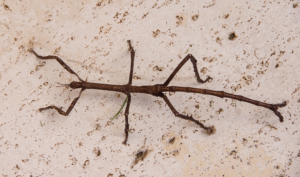 Stick Bugs in Your Yard  Are Stick Bugs Dangerous?