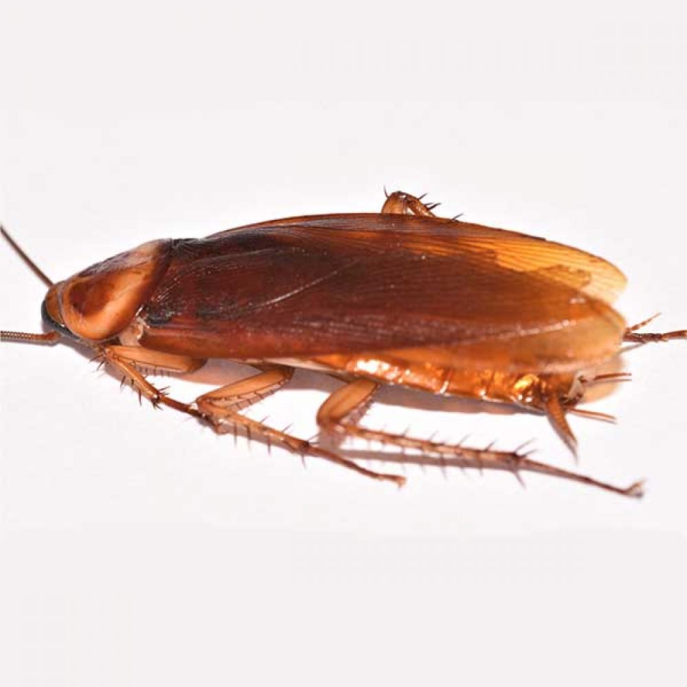 La cockroach
