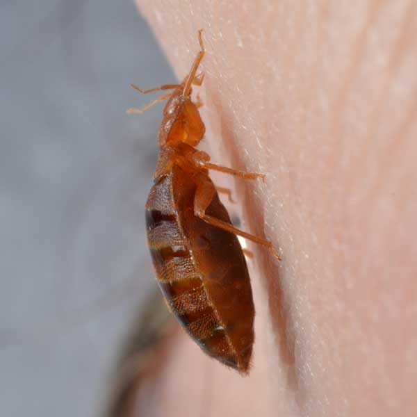 Bed Bug Identification & Behavior Western Exterminator of Las Vegas