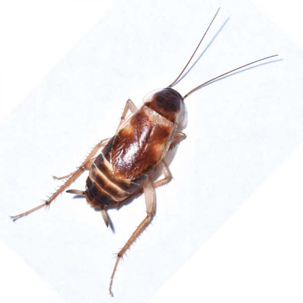 Brown banded. Brown Banded Cockroach. Виды тараканов Brown Banded. Виды тараканов в квартире Бровн Бандед. Cockroach перевод.