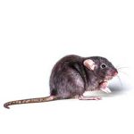 roof rat exterminators control and removal companies Las Vegas Henderson Paradise NV Nevada