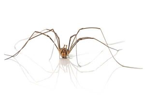 daddy longlegs Opiliones spider control exterminators in Las Vegas Henderson Nevada