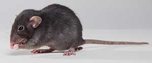 roof rat exterminators in Las Vegas and Henderson NV