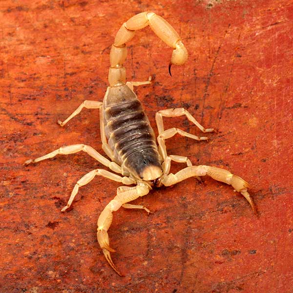 Desert Hairy Scorpion Pest Control Las Vegas Nevada