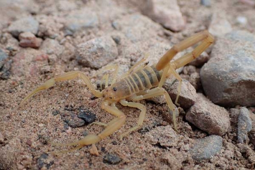 Bark Scorpion Exterminators and Control Las Vegas Henderson Nevada
