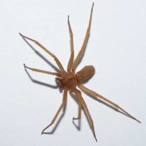 The desert brown spider may or may not have a violin marking.