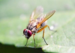 Fruit flies only live for about 30 days, but they multiply quickly.