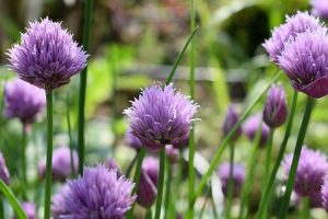 Chives to repel insects