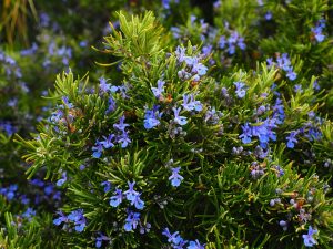 rosemary to repel insects Nevada