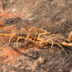 It’s Bark Scorpion Season – 5 Tips to Prevent Being Stung