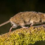 The Creepy Noise in Your Attic Could be Roof Rats