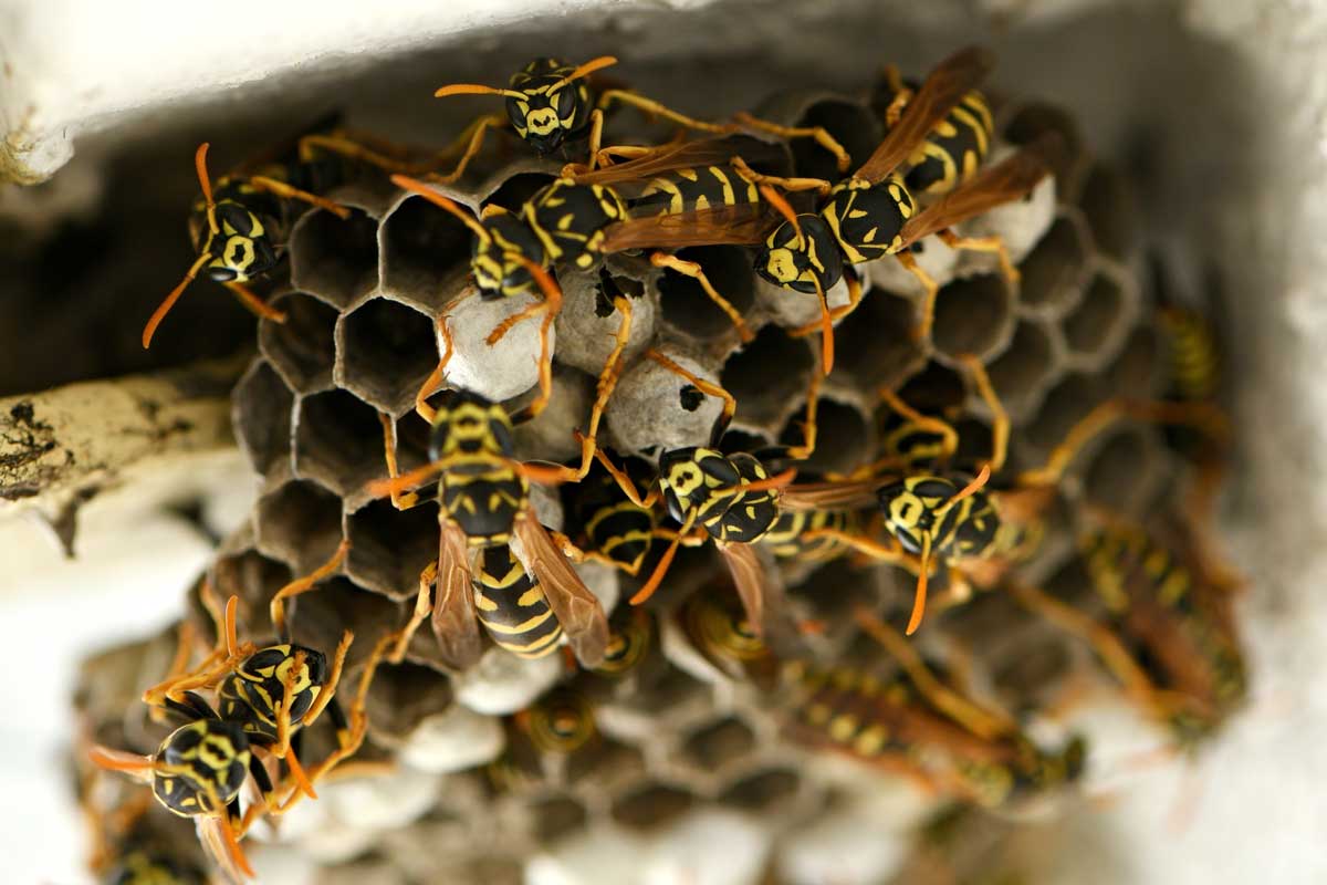 Why Yellow Jackets Are So Aggressive in Late Summer Las Vegas NV