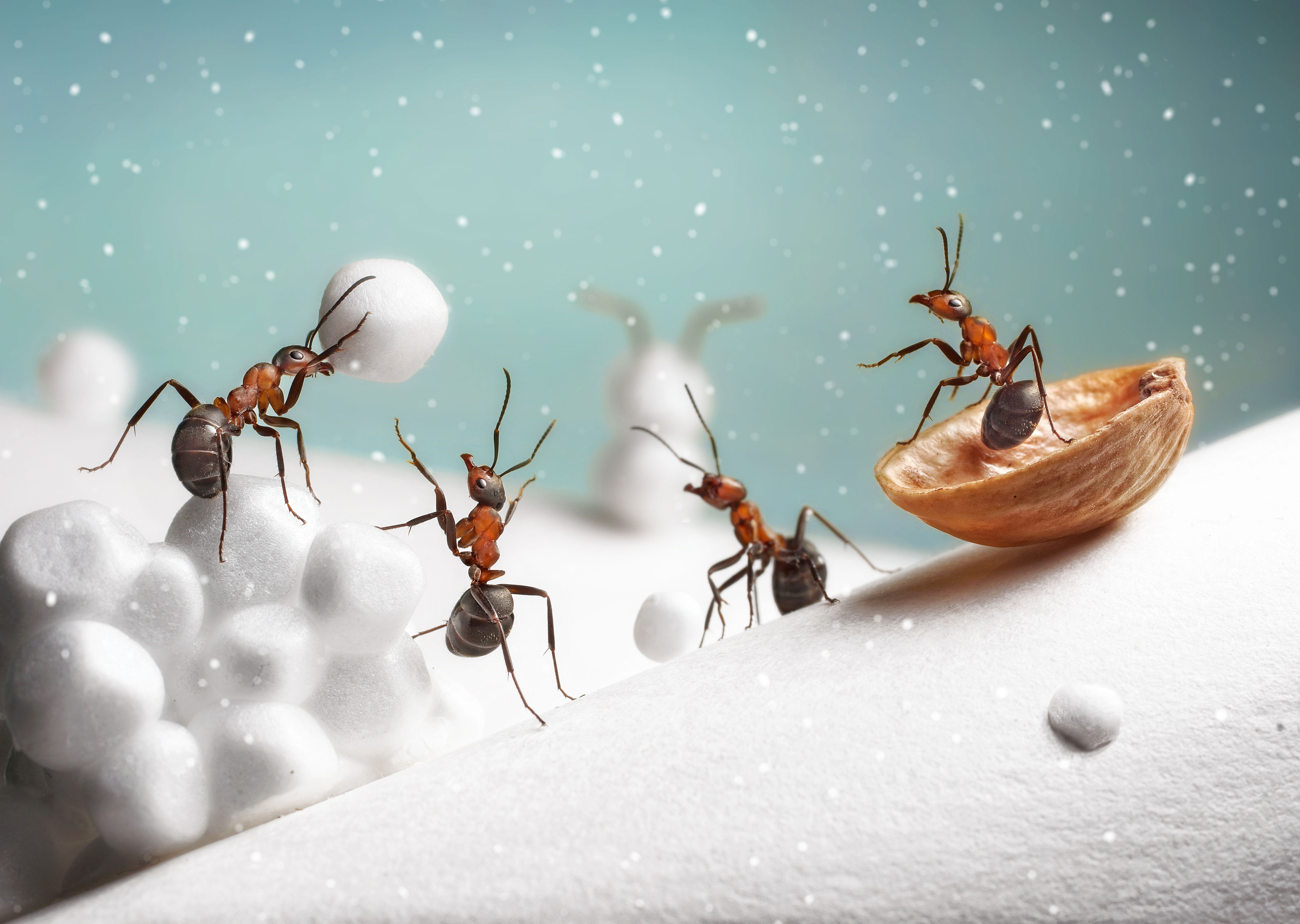 10 Natural Ways to Get Rid of Sugar Ants | Western ...