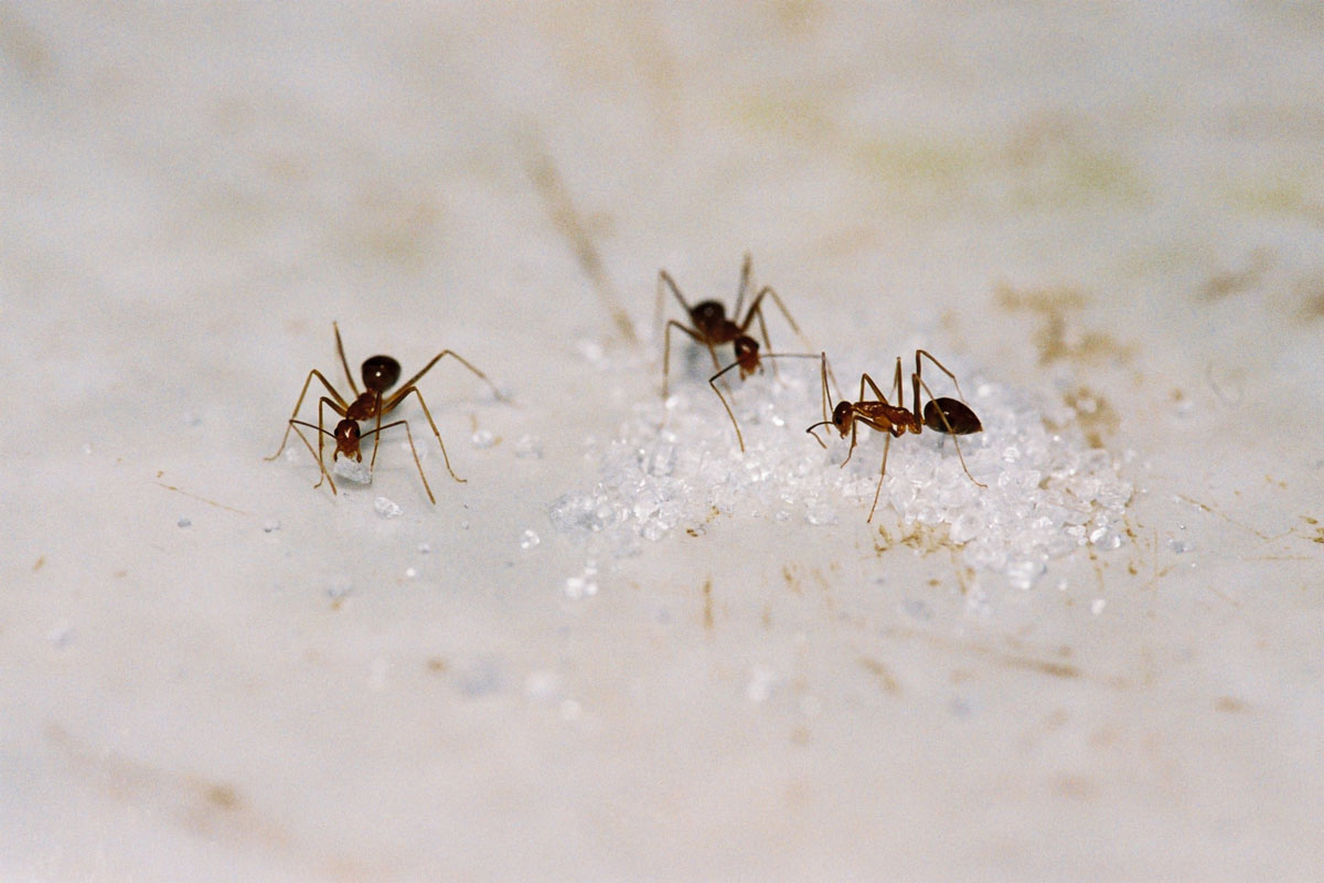 Do Sugar Ants Bite Odorous House Ants In The Las Vegas Valley,Big Green Egg Prices 2019