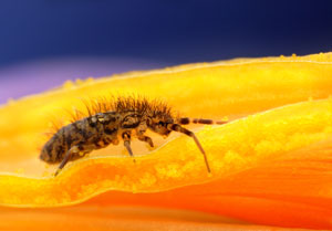 Springtail bugs may not cause any harm but can be a nuisance in the Las Vegas area. Western Exterminator provides professional springtail control.