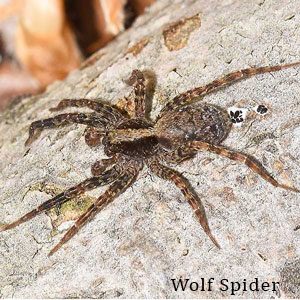 Western Exterminator protects Las Vegas valley residents from wolf spiders.
