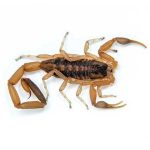 Bark Scorpion Exterminators Las Vegas Henderson Nevada