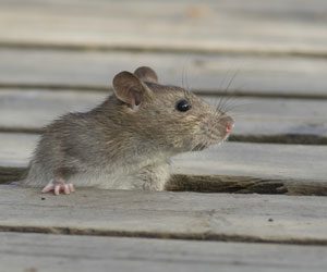 Season of the rodent in Las Vegas NV - Western Exterminator of Las Vegas