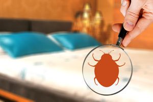 Inspect the bed sheets in your hotel to look for bed bugs. Western Exterminator of Las Vegas