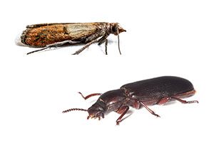 Identifying and preventing Indianmeal moths and confused flour beetles in Henderson and Las Vegas NV - Western Exterminator of Las Vegas