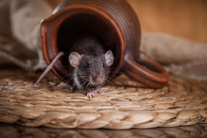 Rodents infest Las Vegas NV homes to escape dropping temperatures in the winter - Western Exterminator of Las Vegas