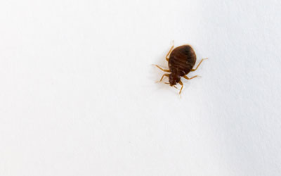 Myths about bed bugs in Henderson NV area - Western Exterminator of Las Vegas