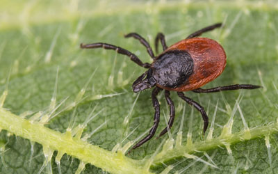 Ticks are a parasitic pest dangerous to pets in Henderson NV - Western Exterminator of Las Vegas